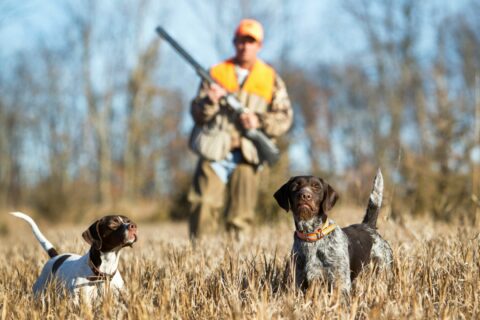 Ouverture et clôture de la chasse pour la campagne