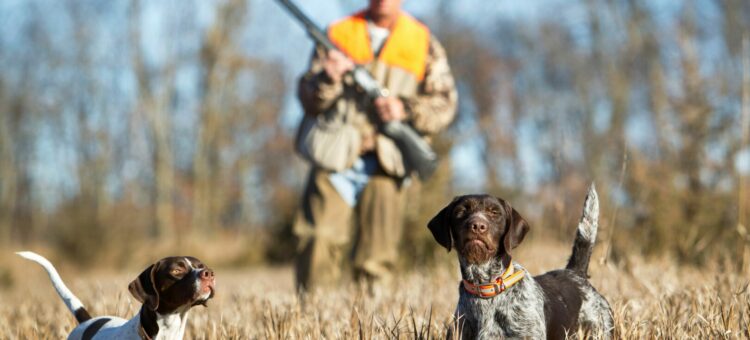Ouverture et clôture de la chasse pour la campagne