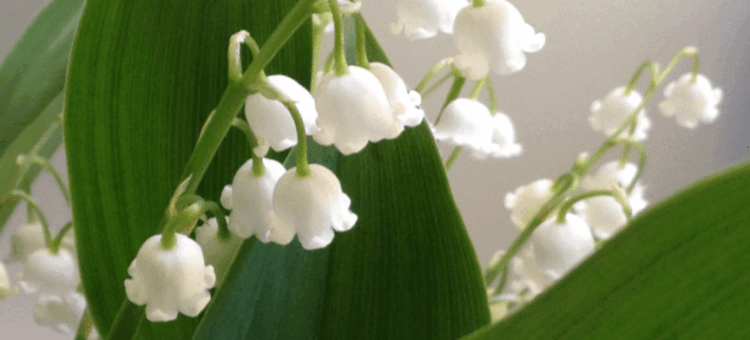 VENTE DE MUGUET POUR LE 1er MAI